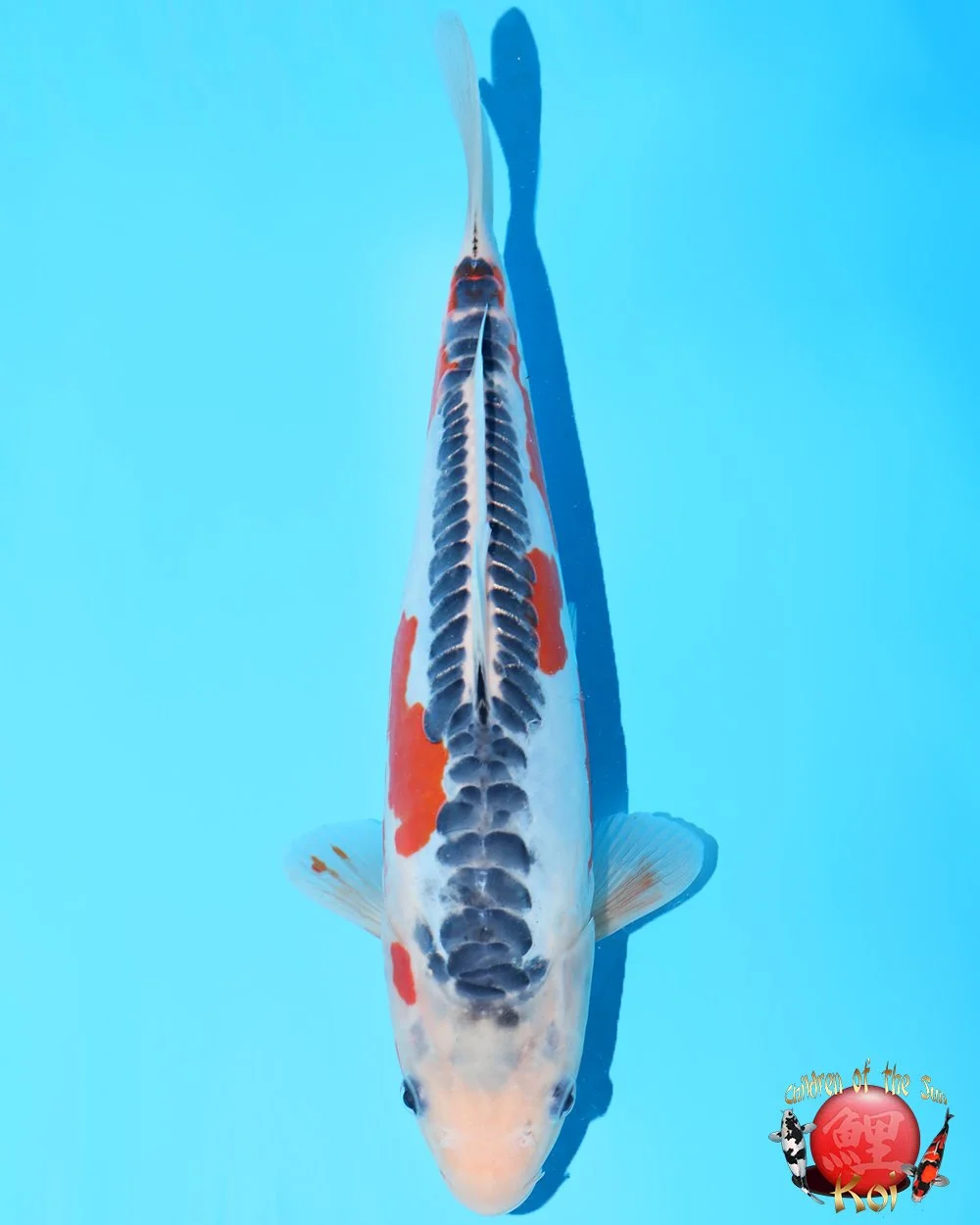 Imported Japan Koi — Children of the Sun Koi - Japanese Koi